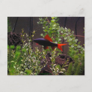 Carte postale de PIC de requin d'arc-en-ciel