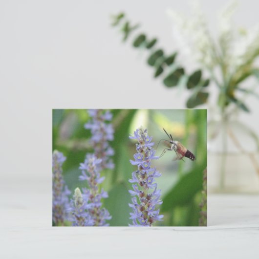 Carte postale de Pickerel et de mite (Debout devant)