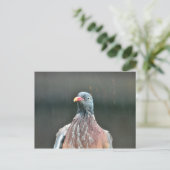 Carte postale de pigeon mouillé (Debout devant)