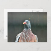 Carte postale de pigeon mouillé (Devant / Derrière)