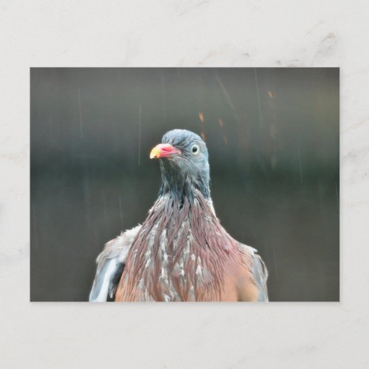 Carte postale de pigeon mouillé (Devant)