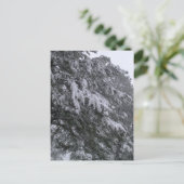 Carte postale de pin d'hiver (Debout devant)