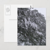 Carte postale de pin d'hiver (Devant / Derrière)