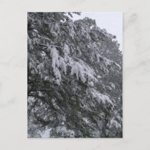 Carte postale de pin d'hiver