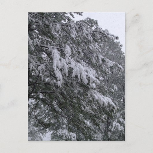 Carte postale de pin d'hiver (Devant)