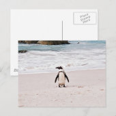 Carte postale de pingouin africain (Devant / Derrière)