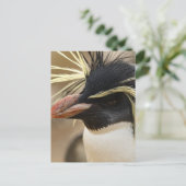 Carte postale de pingouin de Rockhopper (Debout devant)