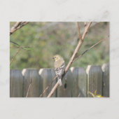 Carte postale de Pinson sauvage (Devant)