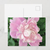 Carte postale de pivoine (Devant / Derrière)