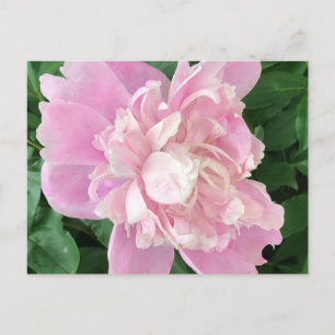 Carte postale de pivoine