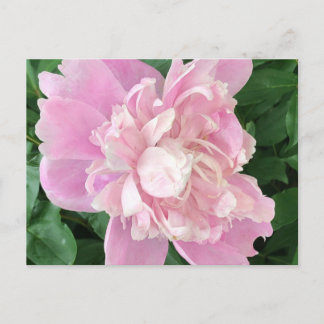Carte postale de pivoine