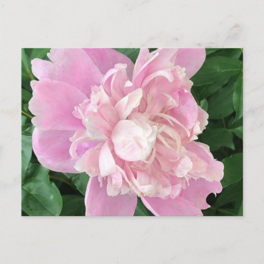 Carte postale de pivoine (Devant)