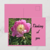 Carte postale de pivoine rose (Devant / Derrière)