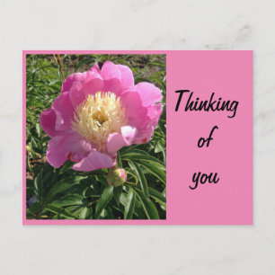 Carte postale de pivoine rose