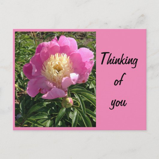 Carte postale de pivoine rose (Devant)