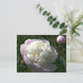 Carte postale de pivoines roses et crème (Debout devant)