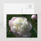 Carte postale de pivoines roses et crème (Devant / Derrière)