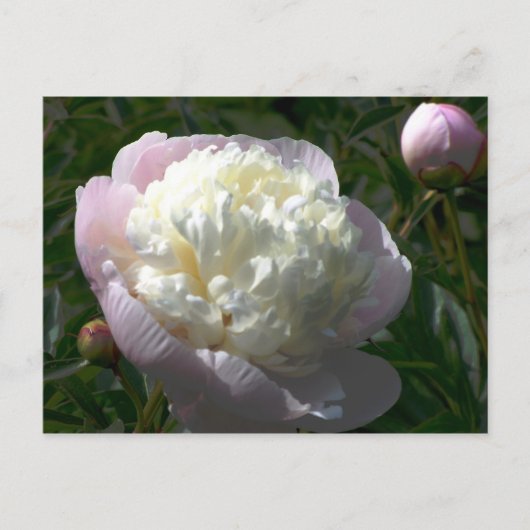 Carte postale de pivoines roses et crème (Devant)