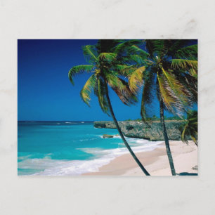 Carte postale de plage de palmiers paradisiaques t