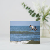 Carte postale de plongée de pélican (Debout devant)