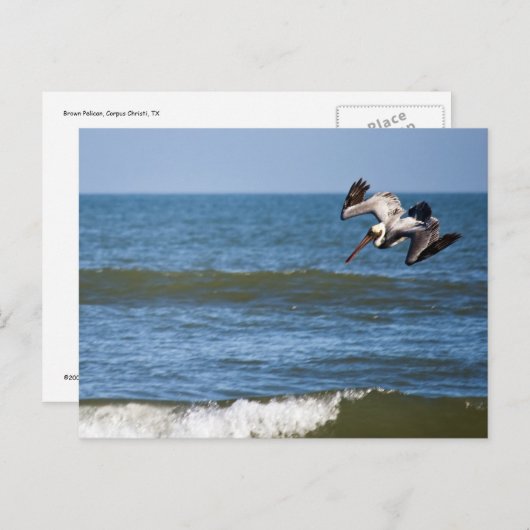 Carte postale de plongée de pélican (Devant / Derrière)