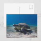 Carte postale de plongée sous-marine tortue (Devant / Derrière)