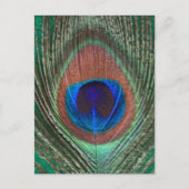 Carte postale de plume de paon vert (Devant)