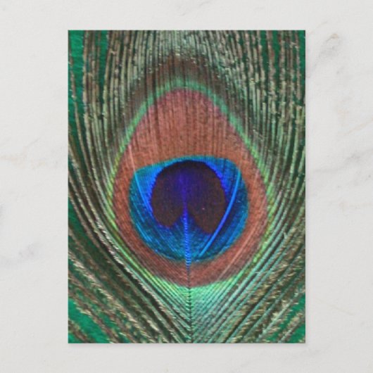 Carte postale de plume de paon vert (Devant)