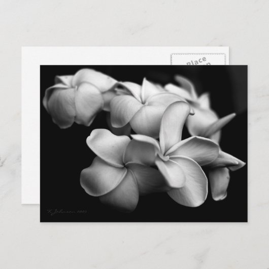 Carte postale de plumeria.. (Devant / Derrière)