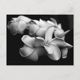 Carte postale de plumeria..