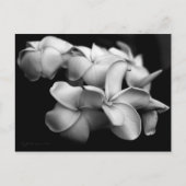Carte postale de plumeria.. (Devant)