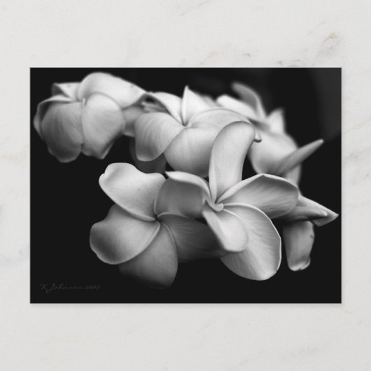 Carte postale de plumeria.. (Devant)