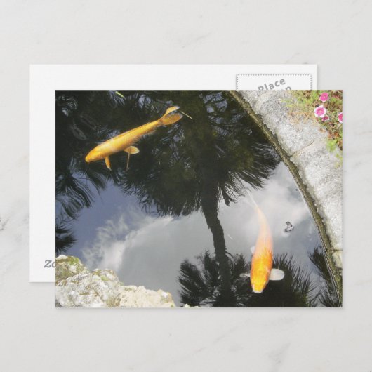 Carte postale de poisson (Devant / Derrière)