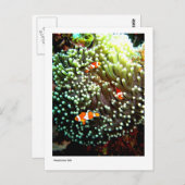 Carte postale de poisson (Devant / Derrière)