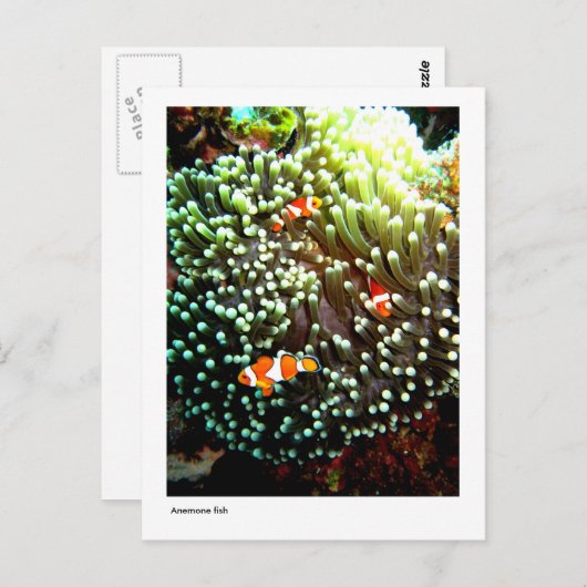 Carte postale de poisson (Devant / Derrière)