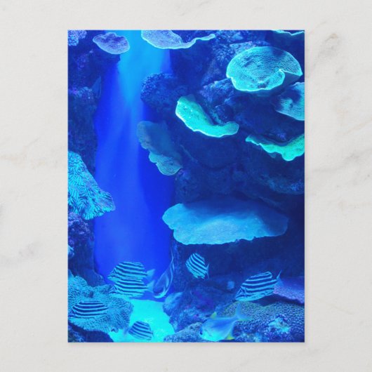 Carte postale de poisson bleu électrique (Devant)