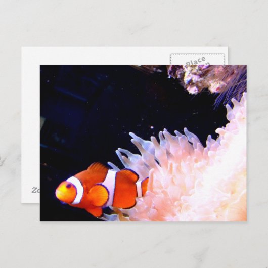 Carte postale de poisson clown (Devant / Derrière)