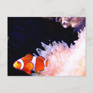 Carte postale de poisson clown