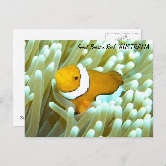 Carte postale de poisson clown (Devant / Derrière)