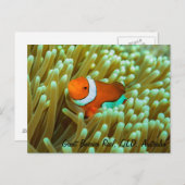 Carte postale de poisson clown (Devant / Derrière)