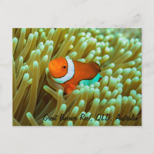 Carte postale de poisson clown