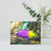 Carte postale de poisson de Floride (Debout devant)