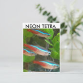 Carte postale de poisson Neon Tetra (Debout devant)