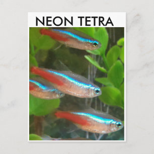 Carte postale de poisson Neon Tetra