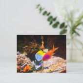 Carte postale de poissons (Debout devant)