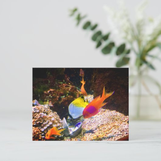 Carte postale de poissons (Debout devant)
