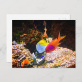 Carte postale de poissons (Devant / Derrière)