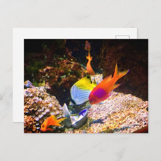Carte postale de poissons (Devant / Derrière)