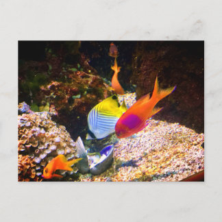 Carte postale de poissons