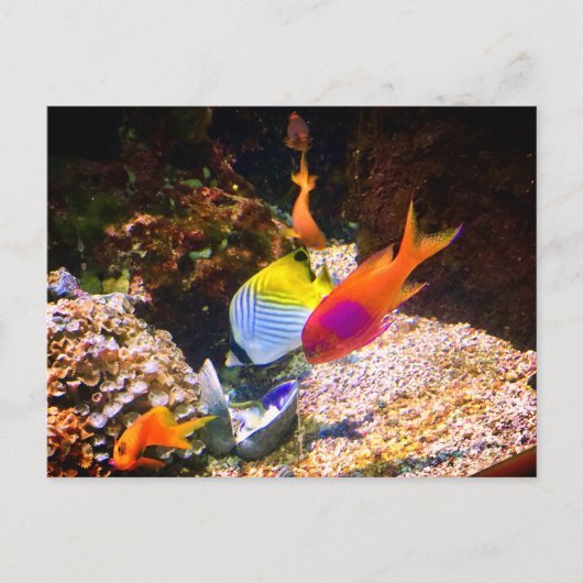 Carte postale de poissons (Devant)